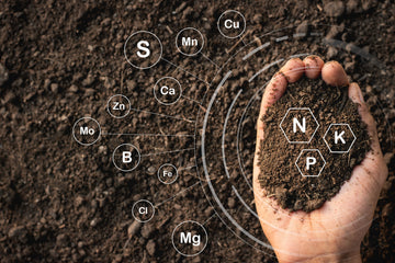 Fulvic Acid Benefits: The Secret Weapon Contained in Shilajit